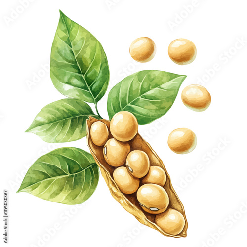 A watercolor of a soybean, isolated on a white background. Soybean vector.
