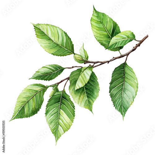 A watercolor vector of a slippery elm, isolated on a white background. Slippery elm vector.
