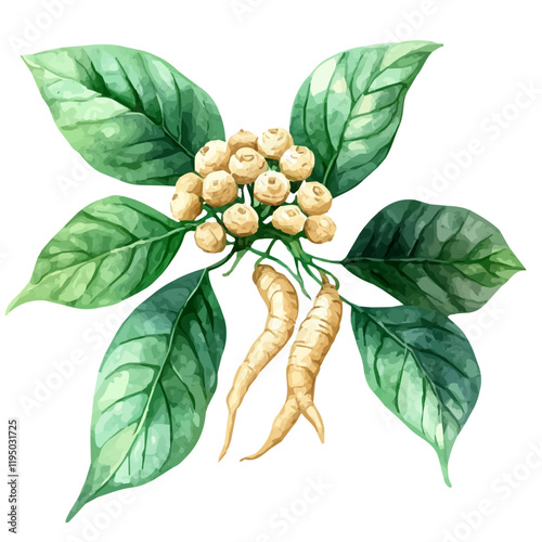 A watercolor vector of a Siberian ginseng, isolated on a white background. Siberian ginseng vector.
