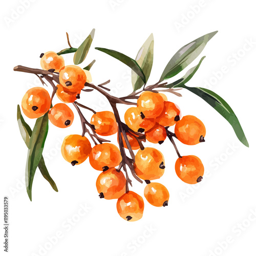 A watercolor illustration of a sea buckthorn, isolated on a white background. Sea buckthorn vector.
