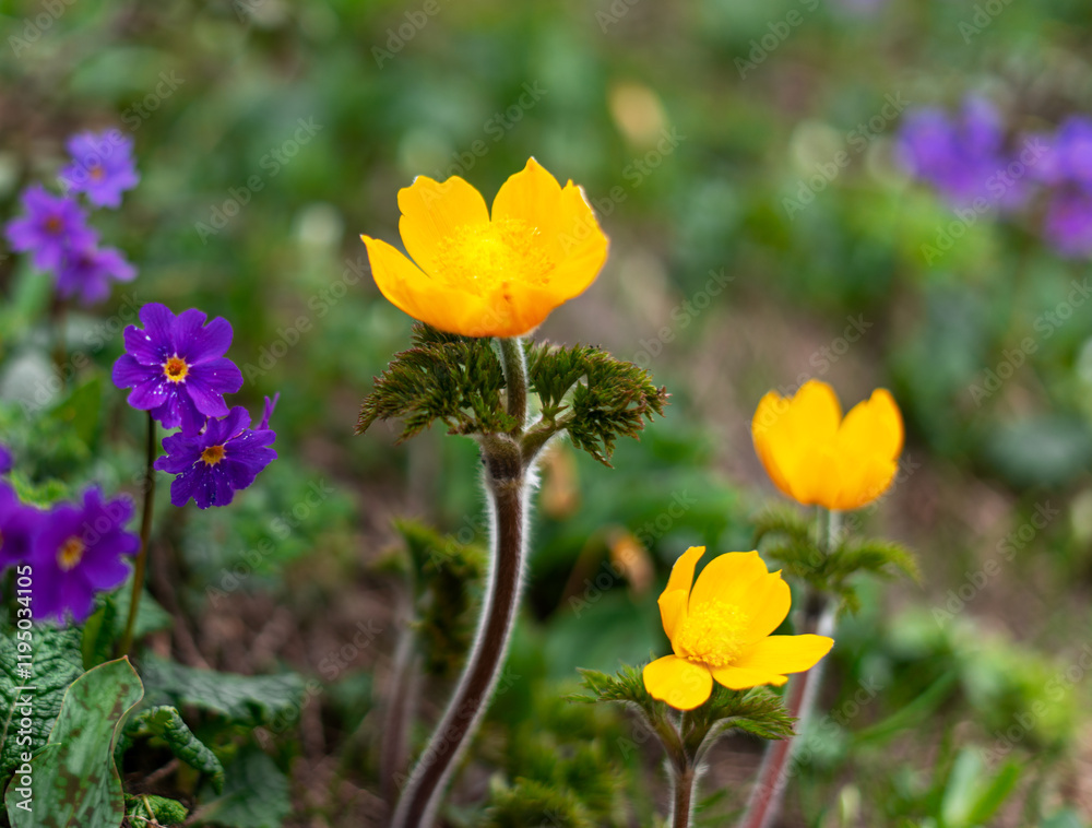 colorful springtime scene featuring vibrant yellow and purple wildflowers blooming in a natural meadow colorful springtime scene featuring vibrant yellow and purple wildflowers blooming in a natural meadow