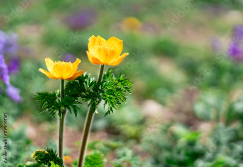 two yellow bright flowers of the Trollius caucasicus species in spring bloom in natural wild conditions of mountain meadow natural background copy space photo