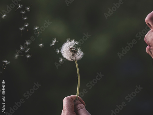 Foto dandelion blowing off
