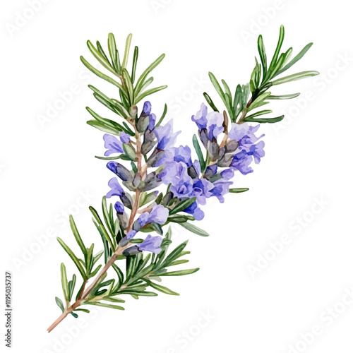 A watercolor of Rosemary, isolated on a white background. Rosemary vector.
