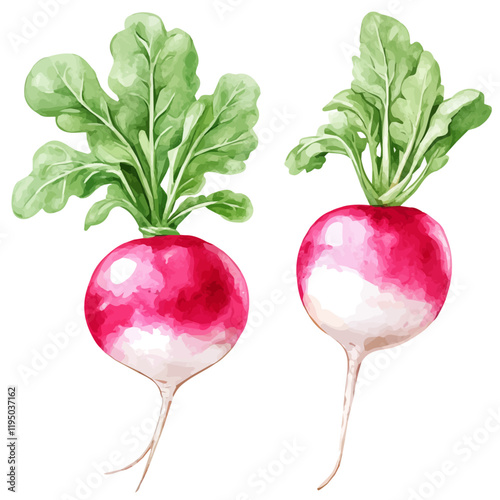 A watercolor drawing of a Radish, isolated on a white background. Radish vector.
