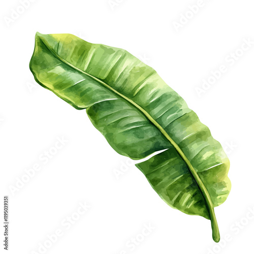 A watercolor painting of a Plantain Leaf, isolated on a white background. Plantain Leaf vector.
