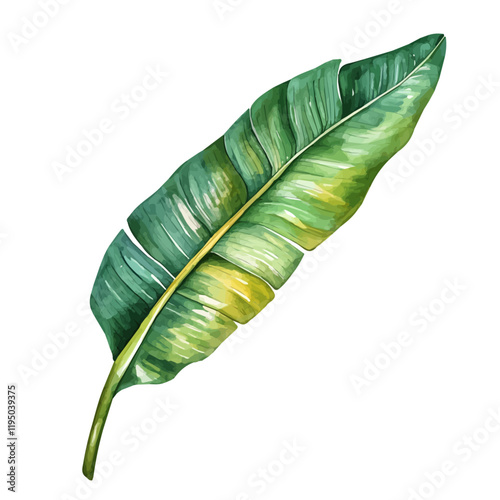 A watercolor painting of a Plantain Leaf, isolated on a white background. Plantain Leaf vector.
