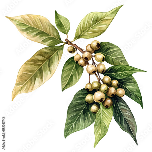 A watercolor of a Peppercorn, isolated on a white background. Peppercorn vector.
