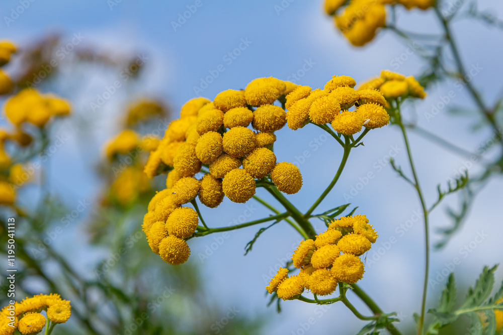 Tansy Tanacetum vulgare wild plant in summer Tansy Tanacetum vulgare wild plant in summer