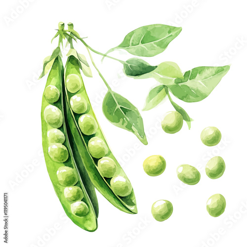 A watercolor vector of Peas, isolated on a white background. Peas vector.

