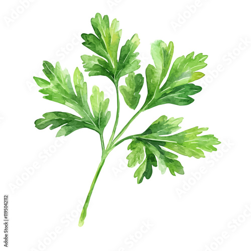 A watercolor drawing of a Parsley Leaf, isolated on a white background. Parsley Leaf vector.
