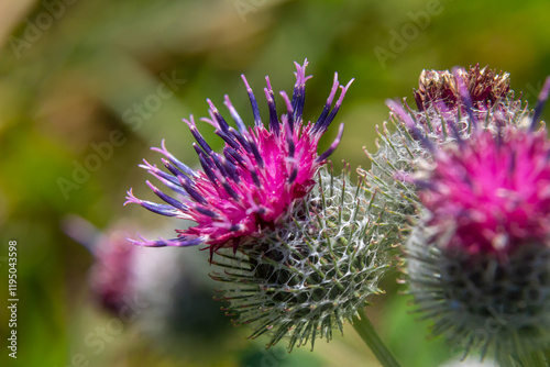 Arctium tomentosum, commonly known as the woolly burdock is a species of burdock belonging to the family Asteraceae photo