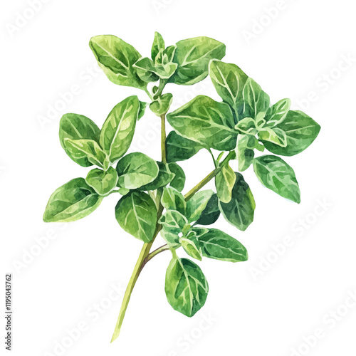 A watercolor illustration of Oregano, isolated on a white background. Oregano vector.
