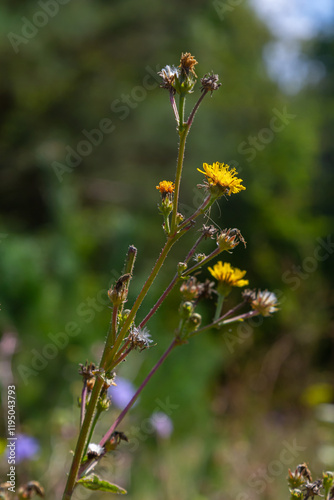 Hieracium laevigatum or smooth hawkweed. Hieracium, known by the common name hawkweed and classically as hierakion. Floral desktop background. Hieracium caespitosum, commonly known as meadow hawkweed photo