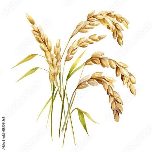 A watercolor drawing of Oats, isolated on a white background. Oats vector.
