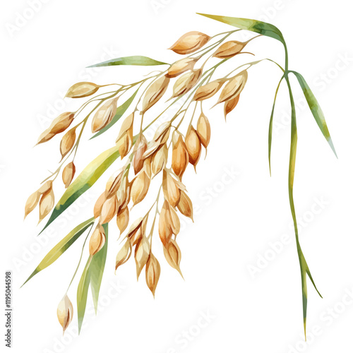 A watercolor drawing of Oats, isolated on a white background. Oats vector.
