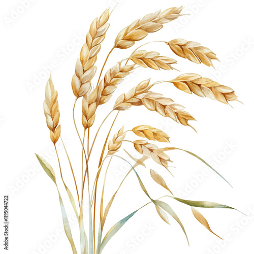 A watercolor drawing of Oats, isolated on a white background. Oats vector.
