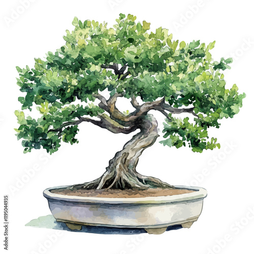 A watercolor of an Oak Bonsai, isolated on a white background. Oak Bonsai vector.

