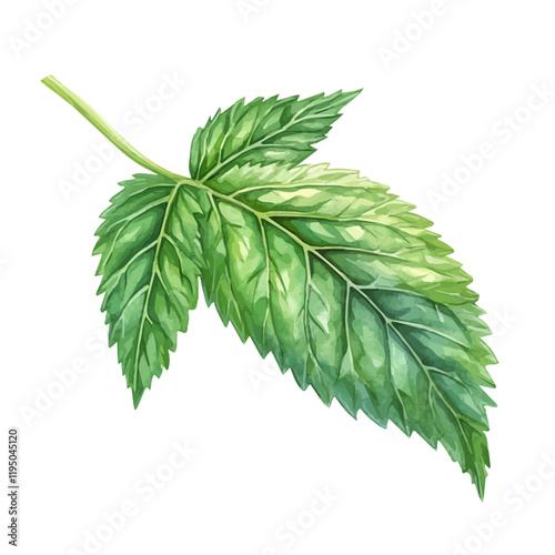 A watercolor painting of Nettle Leaf, isolated on a white background. Nettle Leaf vector.
