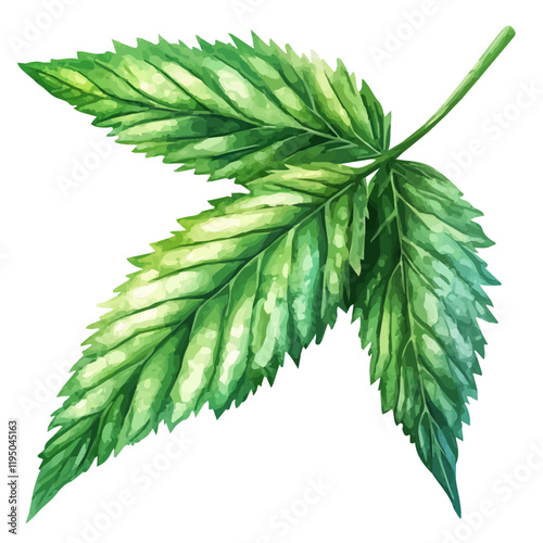 A watercolor painting of Nettle Leaf, isolated on a white background. Nettle Leaf vector.
