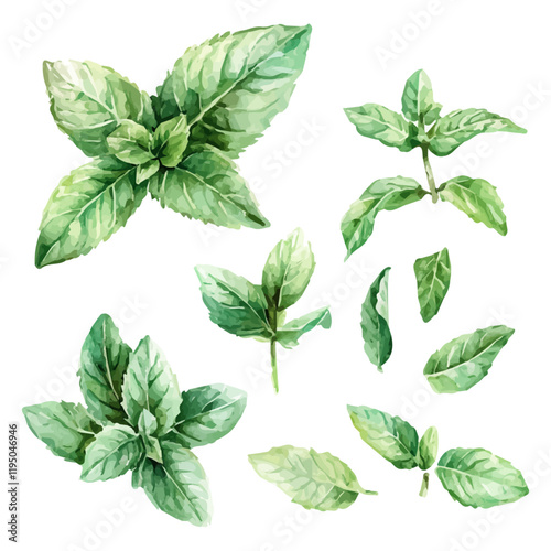 A watercolor drawing of Mint, isolated on a white background. Mint vector.
