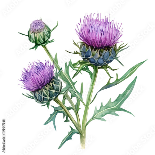 A watercolor painting of Milk Thistle high quality, isolated on a white background. Milk Thistle vector.
