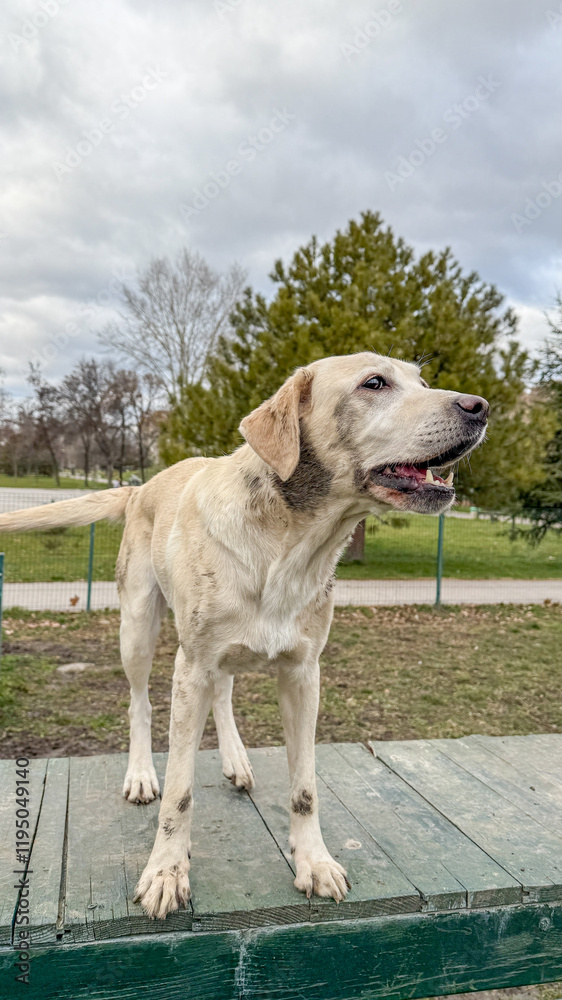 Happy mixed-breed dog standing alert in a green park on an overcast day, highlighting themes of companionship and outdoor leisure Happy mixed-breed dog standing alert in a green park on an overcast day, highlighting themes of companionship and outdoor leisure