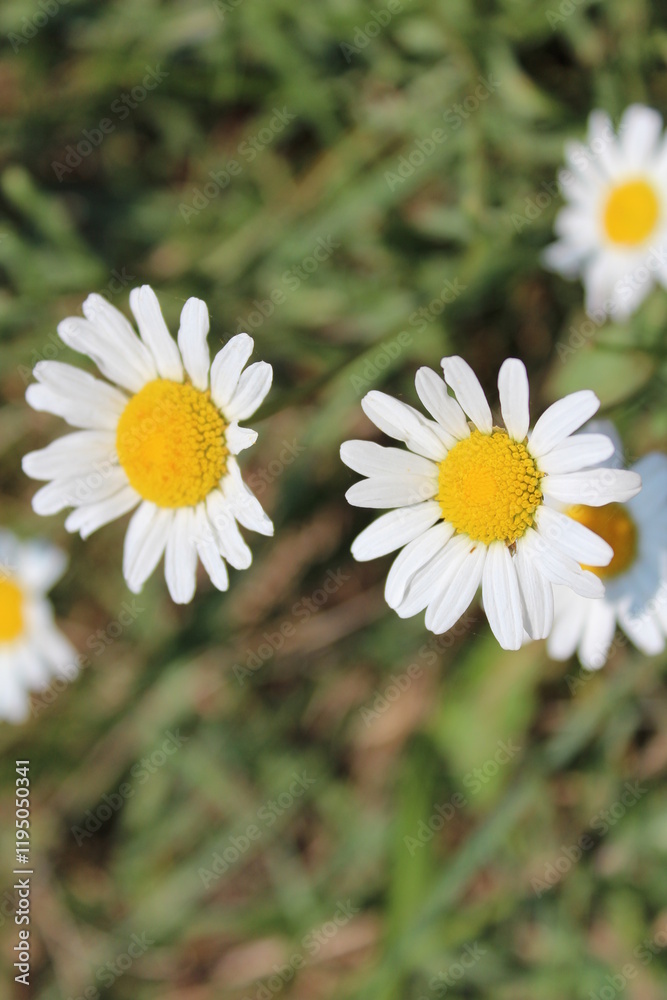 Fototapeta premium Daisies in a field