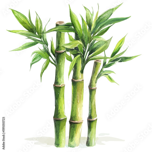 A watercolor drawing of Lucky Bamboo, isolated on a white background. Lucky Bamboo vector.
