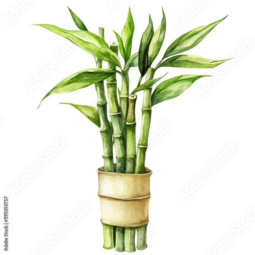 A watercolor drawing of Lucky Bamboo, isolated on a white background. Lucky Bamboo vector.
