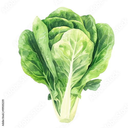 A watercolor clipart of Lettuce, isolated on a white background. Lettuce vector.
