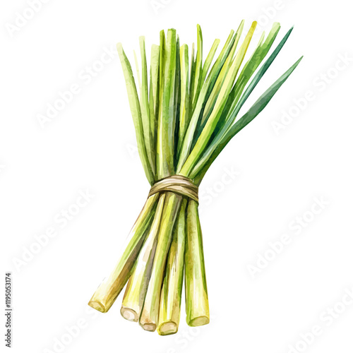A watercolor painting of Lemongrass, isolated on a white background. Lemongrass vector.
