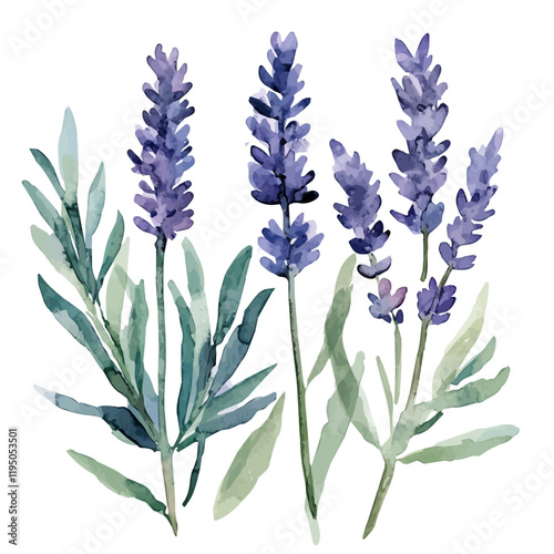 A watercolor of Lavender, isolated on a white background. Lavender vector.
