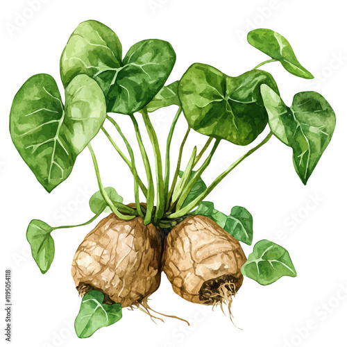 A watercolor of Kava Root, isolated on a white background. Kava Root vector.
