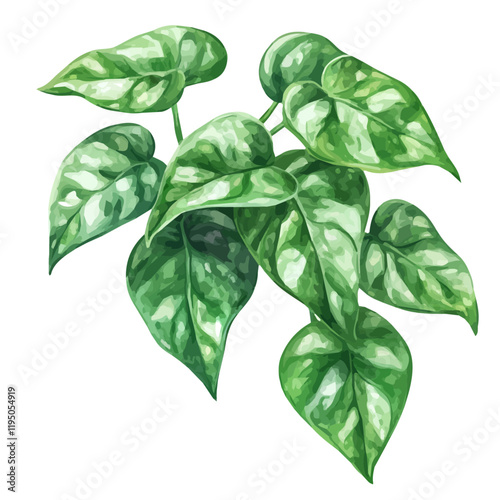 A watercolor of Jade Pothos, isolated on a white background. Jade Pothos vector.
