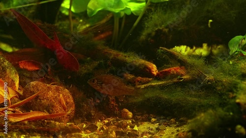 biotope aquarium of Chorhun river, Crimea, sand pebble and leaf litter substrate, Lepomis gibbosus pumpkinseed fish, Pseudorasbora parva, ecological disaster in Europe, Nuphar lutea, planted aquascape photo