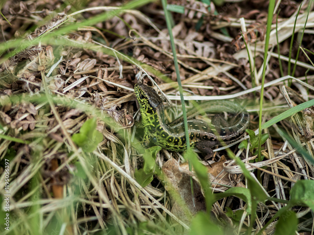 Fototapeta premium lizard in the grass