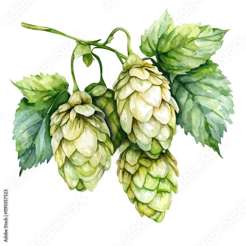 A watercolor drawing of Hops, isolated on a white background. Hops vector.

