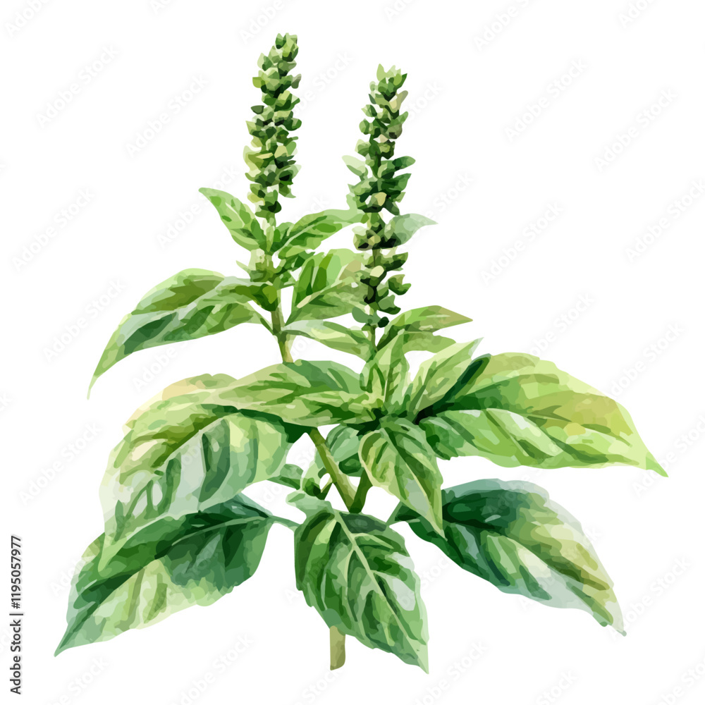 A watercolor of Holy Basil, isolated on a white background. Holy Basil vector.
A watercolor of Holy Basil, isolated on a white background. Holy Basil vector.