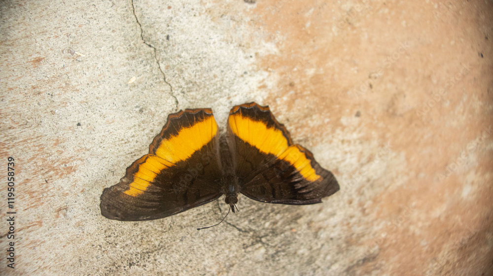 This butterfly is native to Subsaharan Africa, from the Precis Archesia family also know as garden inspector or garden commodore This butterfly is native to Subsaharan Africa, from the Precis Archesia family also know as garden inspector or garden commodore