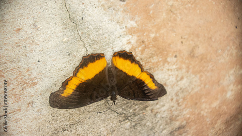 This butterfly is native to Subsaharan Africa, from the Precis Archesia family also know as garden inspector or garden commodore