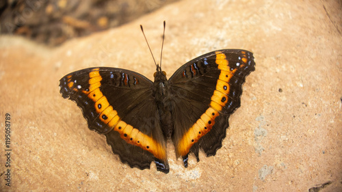This butterfly is native to Subsaharan Africa, from the Precis Archesia family also know as garden inspector or garden commodore