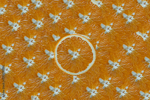orange slices background