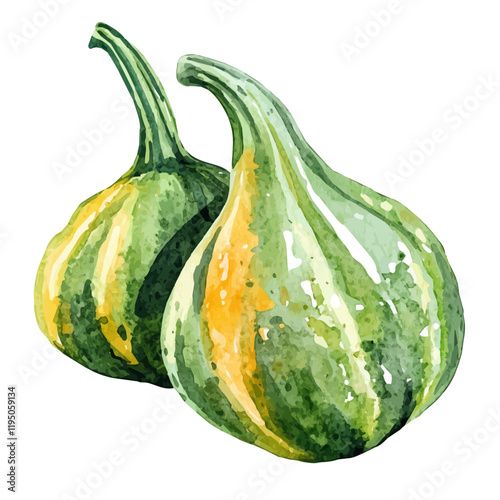 A watercolor painting of Gourd, isolated on a white background. Gourd vector.
