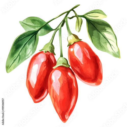 A watercolor vector of Goji Berry, isolated on a white background. Goji Berry vector.
