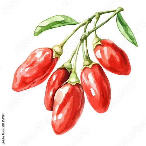 A watercolor vector of Goji Berry, isolated on a white background. Goji Berry vector.
