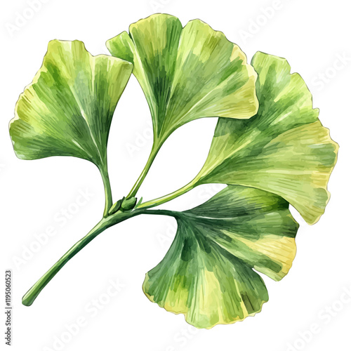A watercolor painting of Ginkgo Biloba, isolated on a white background. Ginkgo Biloba vector.
