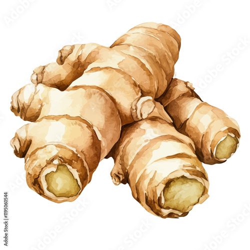 A watercolor drawing of Ginger Root, isolated on a white background. Ginger Root vector.
