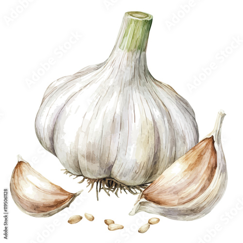 A watercolor of Garlic, isolated on a white background. Garlic vector.
