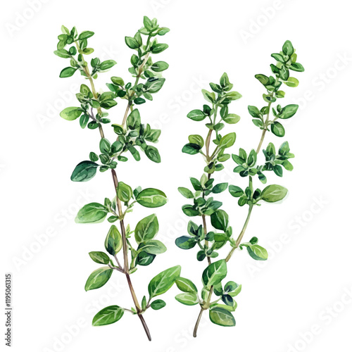 A watercolor of Garden Thyme, isolated on a white background. Garden Thyme vector.
